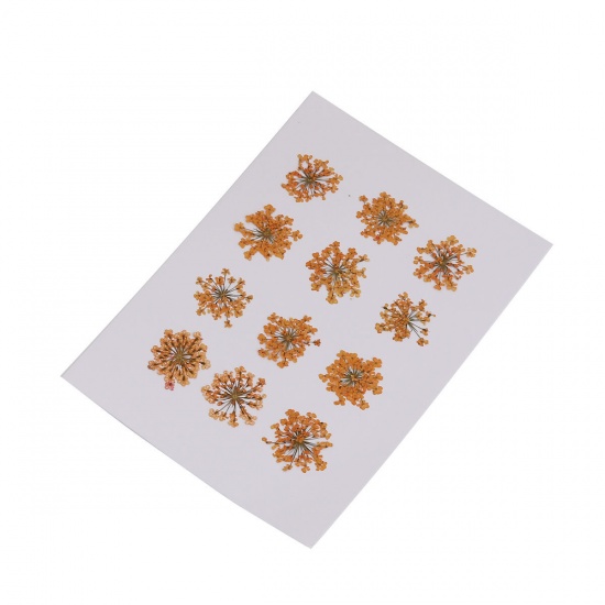 Изображение Real Dried Flower Resin Jewelry DIY Making Craft Orange 27mm x27mm(1 1/8" x1 1/8") - 17mm x17mm( 5/8" x 5/8"), 1 Packet ( 12 PCs/Packet)