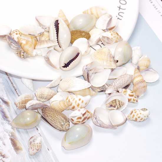 Picture of Shell Resin Jewelry Craft Filling Material At Random Mixed Conch/ Sea Snail 3.2cm x 1.4cm - 0.8cm x 0.7cm, 2 Packets