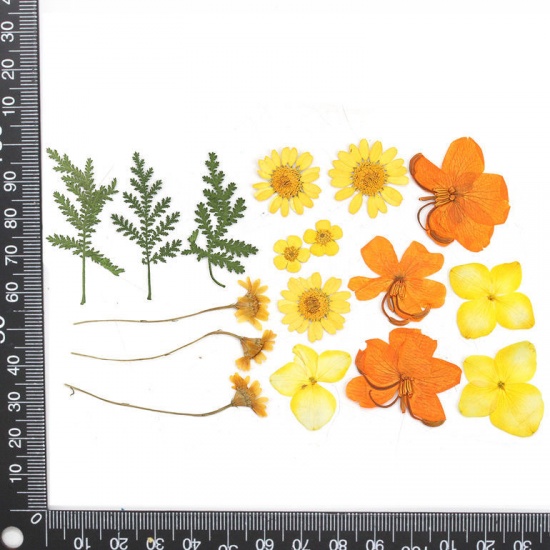 Picture of Real Dried Mixed Flower Resin Jewelry Craft Filling Material Orange 6.7cm x2cm(2 5/8" x 6/8") - 0.8cm( 3/8") Dia., 1 Packet ( 18 PCs/Packet)