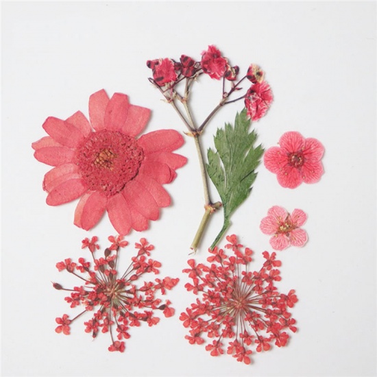 Immagine di Fiore Reale Secchi Artigianato in Resina Materiale di Riempimento Rosso 3.8cm x 2.5cm - 0.7cm x 0.7cm, 1 Pacchetto ( 7 Pz/Pacco)