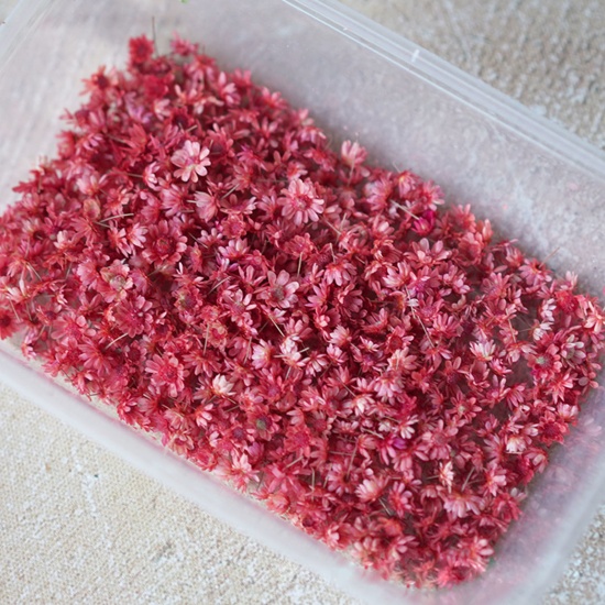 Immagine di Fiore Reale Secchi Artigianato in Resina Materiale di Riempimento Rosa 1 Pacchetto