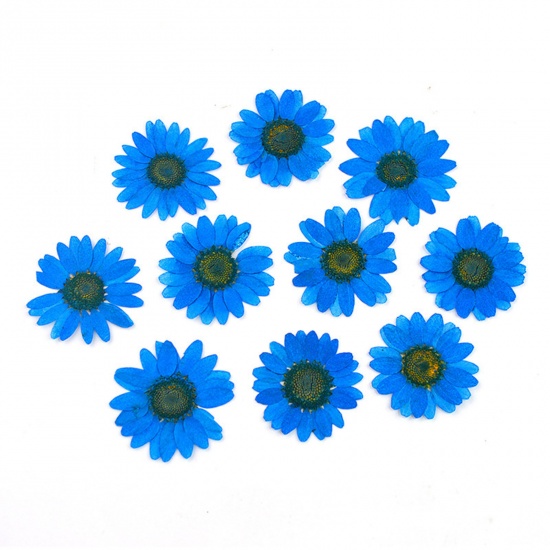 Picture of Real Dried Flower Resin Jewelry Craft Filling Material Royal Blue Daisy Flower 15cm x 10cm, 1 Packet ( 10 PCs/Packet)