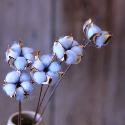 Imagen de Flor Seca Decoración Flor de Algodón Azul Claro 60cm, 1 Unidad