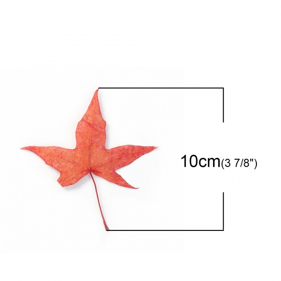 Picture of Dried Leaves Orange-red Maple Leaf 10cm x6cm(3 7/8" x2 3/8") - 4cm x2cm(1 5/8" x 6/8"), 5 PCs