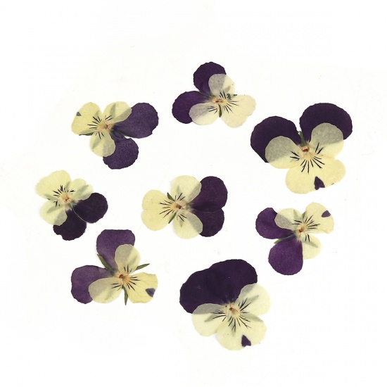 Bild von Getrocknete Blumen Harz Schmuck Werkzeug Violett Stiefmütterchen 30mm x 26mm - 22mm x 22mm, 1 Packung ( 12 Stück/Packung)