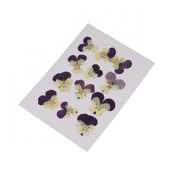 Picture of Real Dried Flower Resin Jewelry DIY Making Craft Dark Purple Pansy 30mm x26mm(1 1/8" x1") - 22mm x22mm( 7/8" x 7/8"), 1 Packet ( 12 PCs/Packet)