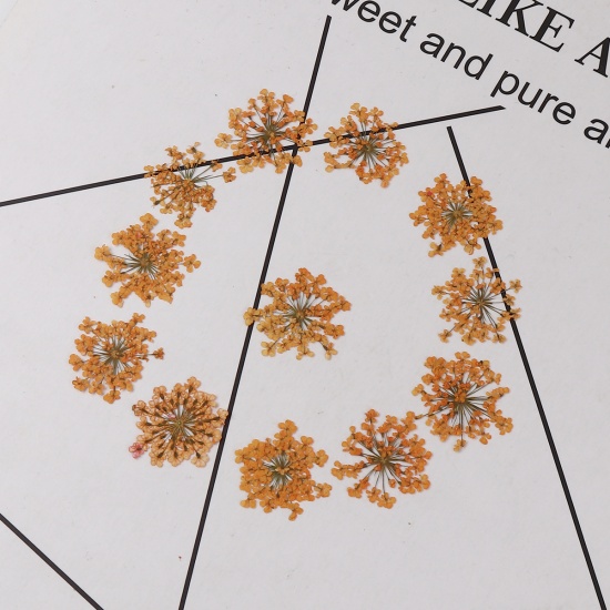 Изображение Real Dried Flower Resin Jewelry DIY Making Craft Orange 27mm x27mm(1 1/8" x1 1/8") - 17mm x17mm( 5/8" x 5/8"), 1 Packet ( 12 PCs/Packet)