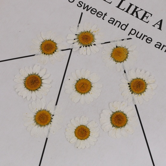 Image de Outils de Bijoux en Résine en Fleurs Séchées Chrysanthème Blanc 35mm x 35mm - 25mm x 25mm, 1 Paquet (12 Pcs/Paquet)