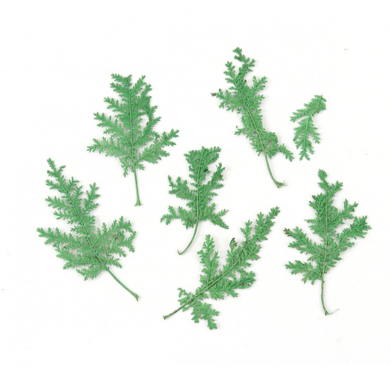 Picture of Natural Leaf Resin Jewelry Tools At Random Mixed Green 7.8cm x5.2cm(3 1/8" x2") - 4.5cm x2.8cm(1 6/8" x1 1/8"), 1 Packet ( 10 PCs/Packet)