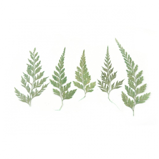 Image de Matériaux de Remplissage pour Bijoux de Résine en Feuille Naturelle Feuille Vert au Hasard 10cm x 3.3cm - 5.5cm x 3.5cm, 1 Paquet ( 10 Pcs/Paquet)