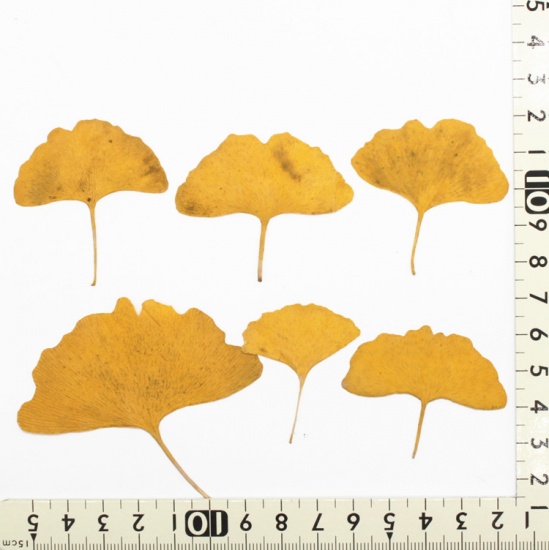 Picture of Natural Gingko Leaf Resin Jewelry Craft Filling Material Yellow 6cm x5cm(2 3/8" x2") - 4.2cm x3.7cm(1 5/8" x1 4/8"), 1 Packet ( 12 PCs/Packet)