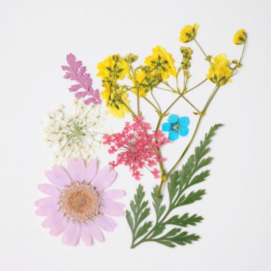 Immagine di Fiore Reale Secchi Artigianato in Resina Materiale di Riempimento Colore Misto 3.8cm x 2.5cm - 0.7cm x 0.7cm, 1 Pacchetto ( 7 Pz/Pacco)