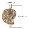 Immagine di (Grado A) Fossile ( Naturale ) Connettore Chiocciola Colore del Caffè 41mm x 29mm, 1 Pz