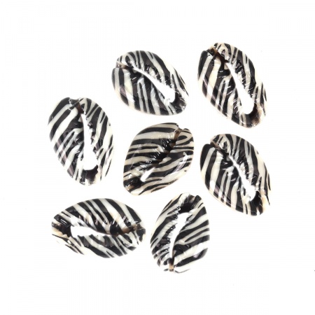 Natural Shell Loose Beads Conch/ Sea Snail Black Stripe Pattern About 25mm x 17mm-18mm x 14mm, 10 PCs