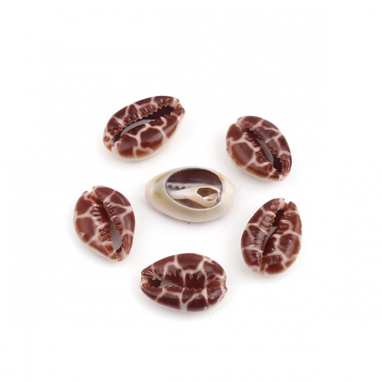 Picture of Natural Shell Loose Beads Conch/ Sea Snail Coffee About 25mm x 17mm - 18mm x 13mm, 10 PCs