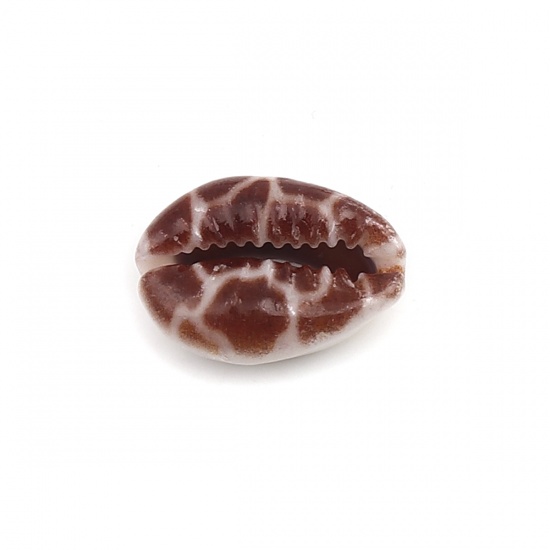 Immagine di Conchiglia Sciolto Perline Conchiglia Colore del Caffè Lunghezza: 25mm, Larghezza: 17mm, 10 Pz