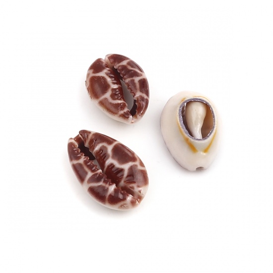 Picture of Natural Shell Loose Beads Conch/ Sea Snail Coffee About 25mm x 17mm - 18mm x 13mm, 10 PCs