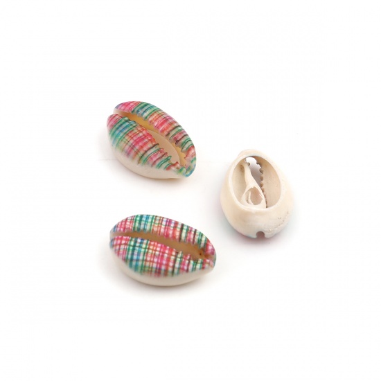 Picture of Natural Shell Loose Beads Conch/ Sea Snail Multicolor Stripe Pattern About 25mm x 17mm - 18mm x 13mm, 10 PCs