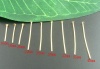 Bild von Mix Vergoldet Nietstifte Kettelstifte 0.7mm(21 gauge), 900 Stück