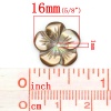 Immagine di Conchiglia Sciolto Perline Fiore Colore del Caffè Nulla Disegno Circa 16.0mm x 16.0mm, Foro:Circa 1.0mm, 3 Pz