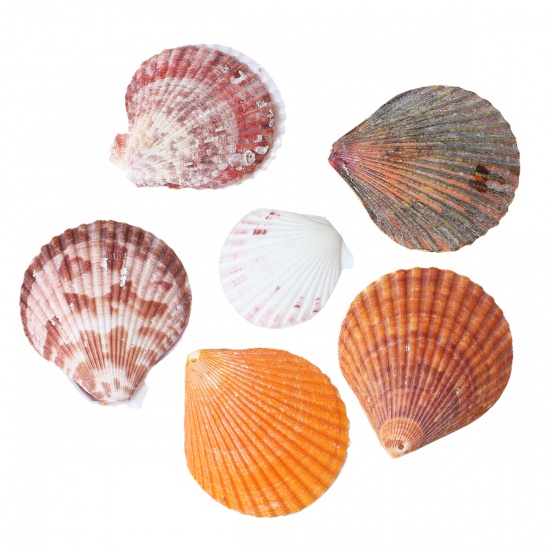 Immagine di Conchiglia Sciolto Cabochon per Abbellimento A Forma di Ventagli A Random Lunghezza: 4.3cm-6.5cm, Larghezza: 4cm-5.7cm, Foro:Circa Senza Foro, 2 Pz