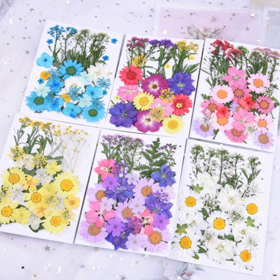Picture of Real Dried Flower Resin Jewelry Craft Filling Material Multicolor Mixed 18cm x 13cm, 1 Packet ( 35 PCs/Packet)