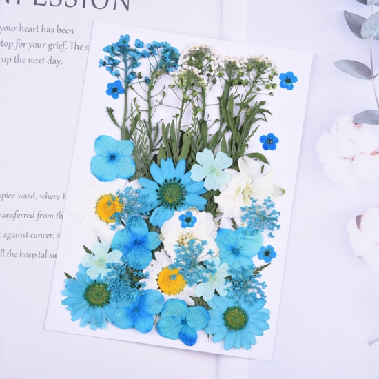 Picture of Real Dried Flower Resin Jewelry Craft Filling Material Blue Mixed 18cm x 13cm, 1 Packet ( 35 PCs/Packet)