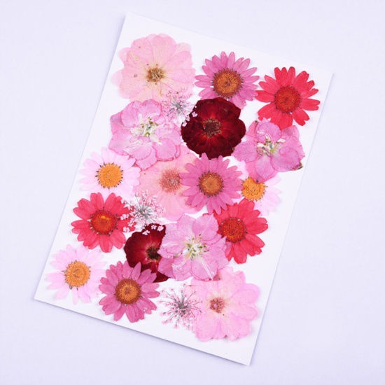 Picture of Real Dried Flower Resin Jewelry Craft Filling Material Red Mixed 18cm x 13cm, 1 Packet ( 20 PCs/Packet)