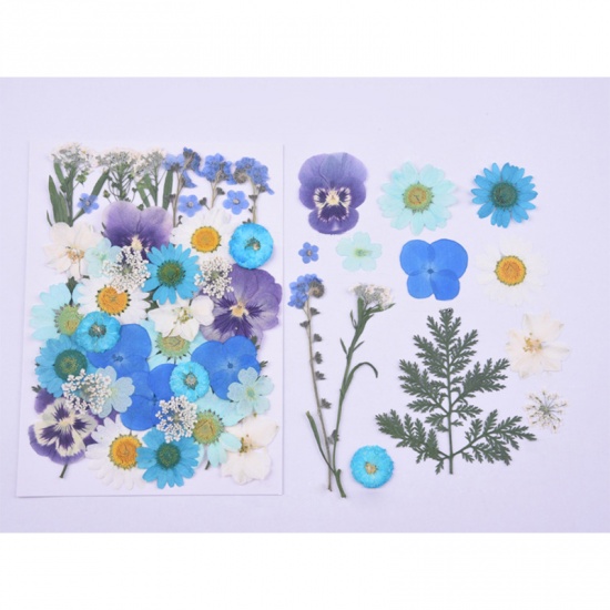 Picture of Real Dried Flower Resin Jewelry Craft Filling Material Blue Mixed 18cm x 13cm, 1 Packet ( 40 PCs/Packet)