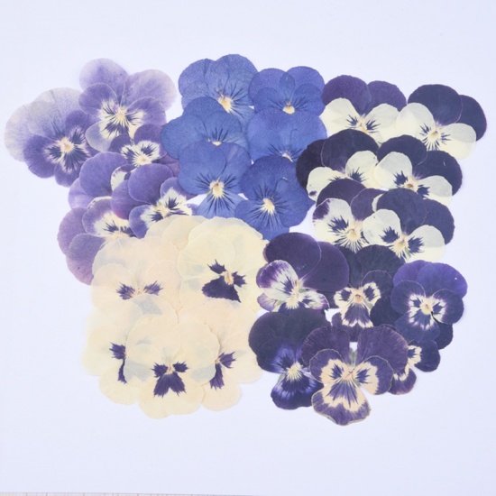 Immagine di Fiore Reale Secchi Artigianato in Resina Materiale di Riempimento Giallo & Blu 4cm x 4cm, 1 Pacchetto ( 12 Pz/Pacco)