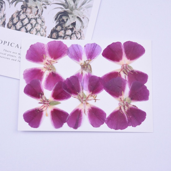 Picture of Real Dried Flower Resin Jewelry Craft Filling Material Fuchsia 5cm x 5cm - 4cm x 4cm, 1 Packet ( 6 PCs/Packet)