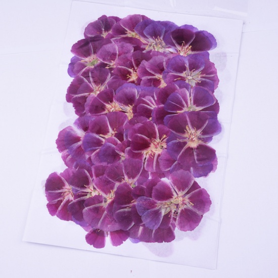 Picture of Real Dried Flower Resin Jewelry Craft Filling Material Fuchsia 5cm x 5cm - 4cm x 4cm, 1 Packet ( 6 PCs/Packet)
