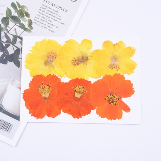 Picture of Real Dried Flower Resin Jewelry Craft Filling Material Orange & Yellow 6cm x 6cm - 4cm x 4cm, 1 Packet ( 6 PCs/Packet)