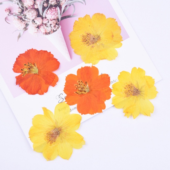 Bild von Getrocknete Blumen Harz Schmuck Handwerk Füllmaterial Orange & Gelb 6cm x 6cm - 4cm x 4cm, 1 Packung ( 6 Stück/Packung)