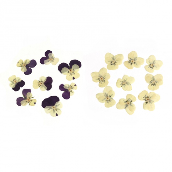 ドライフラワー 粘土・レジン 用具 紫 16.5cm x 1.8cm - 11cm x1.8cm、 1 パック ( 8 個/パック） の画像