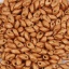 Picture of (Japan Import) Glass Long Magatama Seed Beads Khaki Duracoat Galvanized Matte Glitter Powder About 8mm x 4mm - 7mm x 4mm, Hole: Approx 1.3mm, 5 Grams (Approx 8 PCs/Gram)