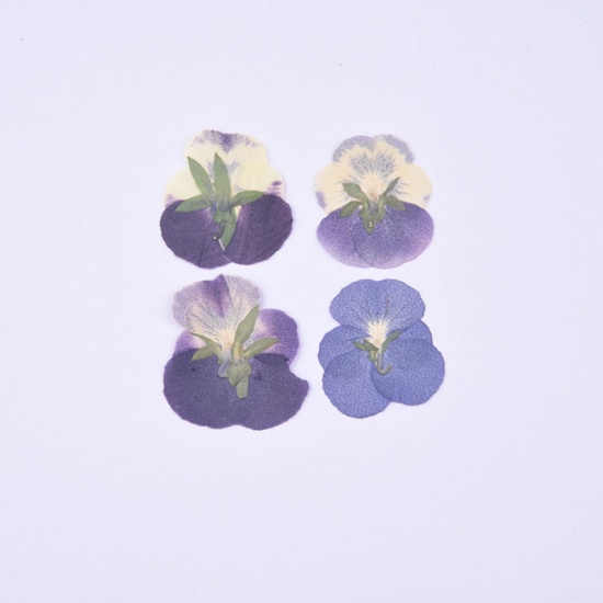 Immagine di Fiore Reale Secchi Artigianato in Resina Materiale di Riempimento Blu Grigio 4cm x 4cm, 1 Pacchetto ( 12 Pz/Pacco)