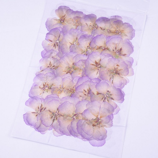 Immagine di Fiore Reale Secchi Artigianato in Resina Materiale di Riempimento 1 Pacchetto