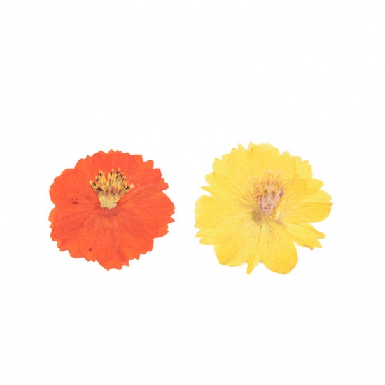 Immagine di Fiore Reale Secchi Artigianato in Resina Materiale di Riempimento Arancione & Giallo 6cm x 6cm, 1 Pacchetto ( 6 Pz/Pacco)