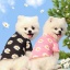 Picture of Black - 2XL Summer Daisy T-shirt Dog Pet Clothes, 1 Piece