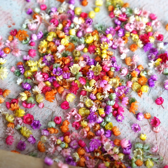 Immagine di Fiore Reale Secchi Artigianato in Resina Materiale di Riempimento Multicolore 1 Pacchetto
