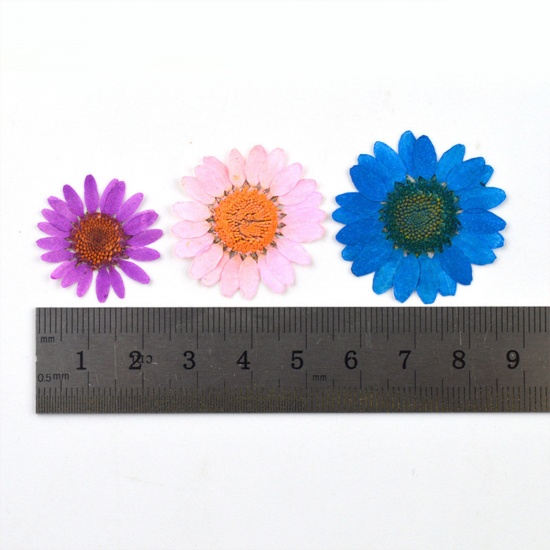 Picture of Real Dried Flower Resin Jewelry Craft Filling Material Multicolor Daisy Flower 15cm x 10cm, 1 Packet