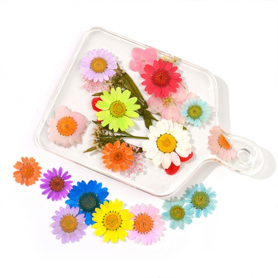 Picture of Real Dried Flower Resin Jewelry Craft Filling Material Multicolor Daisy Flower 15cm x 10cm, 1 Packet