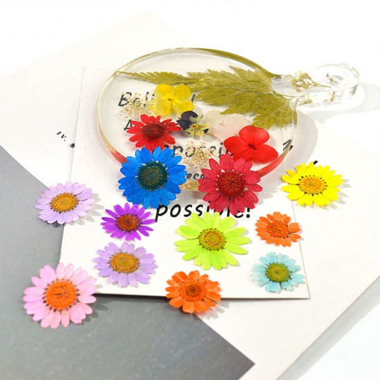 Изображение Сухие Цветы Смолевая Ремесла Заполняющий Материал Разноцветный Маргаритка 15см x 10см, 1 Пакет
