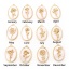 Immagine di Conchiglia + Ottone Fiore del Mese di Nascita Charms Ovale Vero Oro Placcato Bianco 27mm x 18mm, 1 Pz