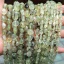 Image de 1 Enfilade Perles pour DIY Fabrication de Bijoux de Charme en Prehnite （ Naturel ） Irrégulier Vert