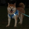 Picture of Mesh Fabric Pet Vest Chest Strap Traction Rope Leash Harness Navy Blue Size XL, 1 Set
