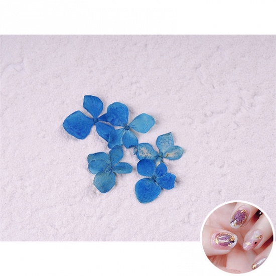 Picture of Real Dried Flower Nail Art Decoration DIY Craft Blue 1 Set ( 5 PCs/Set)