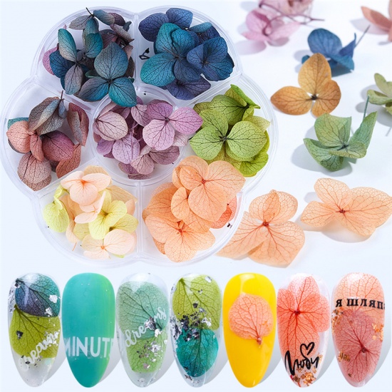 Picture of Real Dried Flower Nail Art Decoration DIY Craft Mixed Color 1 Box ( 45 - 50 PCs/Box)