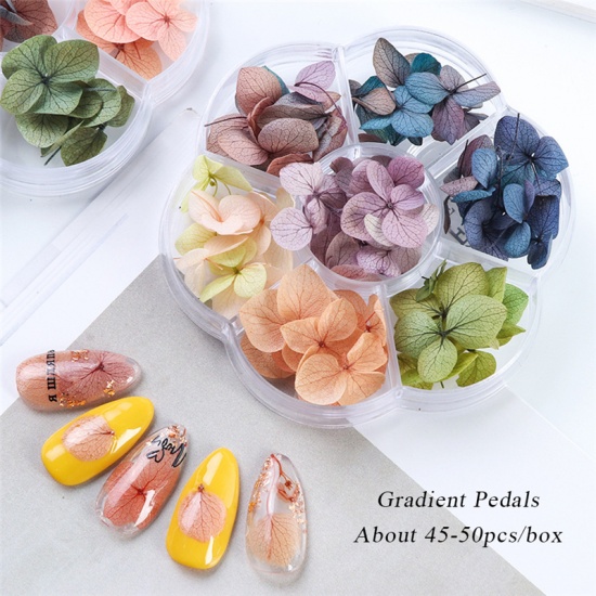 Bild von Getrocknete Blumen Nagel Aufkleber Dekoration Mix Farben 1 Box ( 45 - 50 Stück/Set)